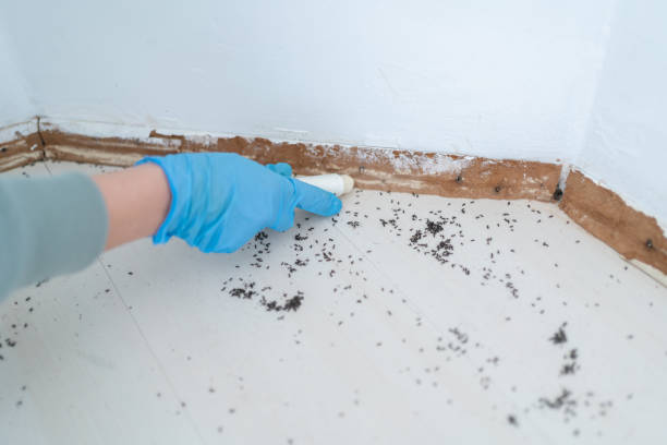 Best Termite Control Services  in Oli, PA